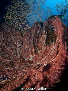 Sponges at the wreck by Beate Seiler 